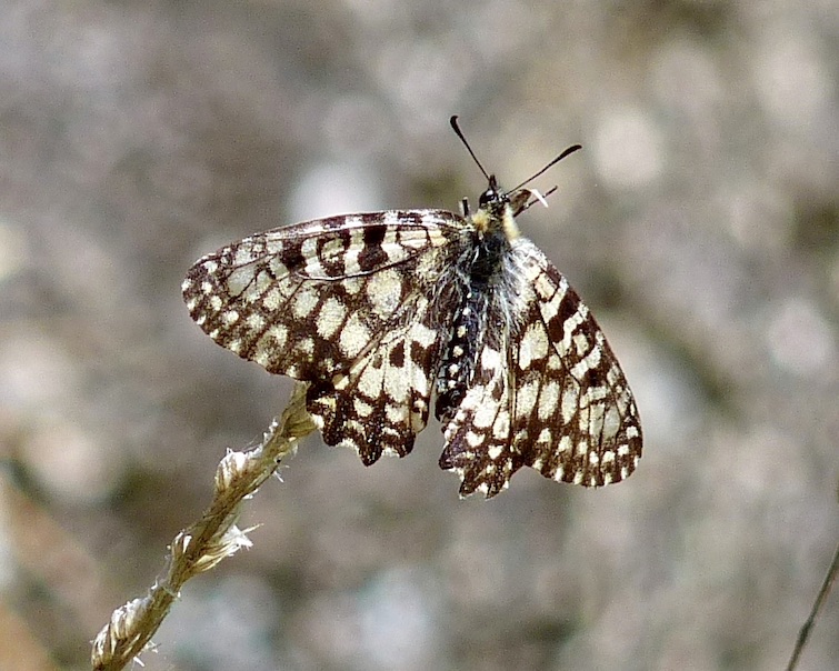 Spanish festoon